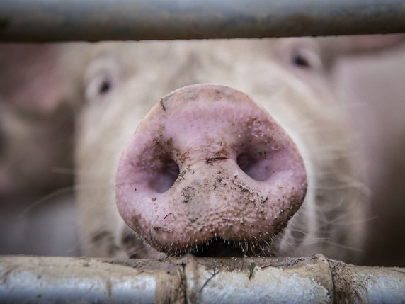 Les cochons ont été victimes des flammes ou de la fumée (photo symbolique). © KEYSTONE/MELANIE DUCHENE