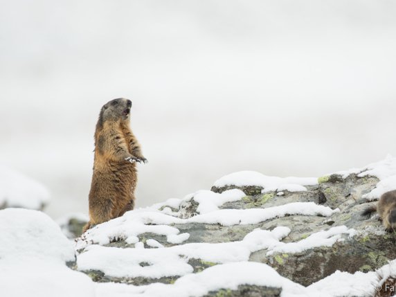 Les animaux à sang chaud comme la marmotte ont évolué plus tôt et se sont mieux adaptés aux conditions froides, selon cette étude. © Fabian Fopp