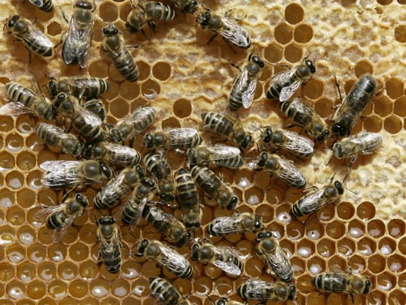 Par une danse frétillante en forme de huit exécutée sur les rayons à l'intérieur de la ruche, les abeilles exploratrices communiquent aux autres butineuses la direction et la distance des sources de nourriture (archives). © KEYSTONE/AP/HERIBERT PROEPPER