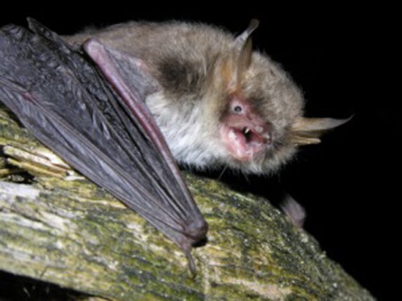 La nouvelle espèce Myotis crypticus, identifiée grâce à la génétique, vit dans des zones boisées en Italie, en France, en Suisse et en Espagne. © CSIC/EBD