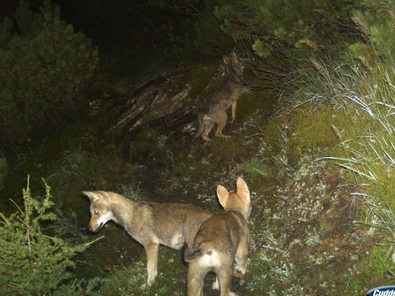 Le jeune loup appartenait probablement à l'une des deux meutes de la région, ici celle du Calanda. © KEYSTONE/AMT FUER JAGD UND FISCHEREI GR