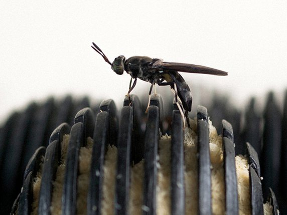 Les larves de la mouche soldat noire pourraient apporter leur tribut au climat. © Eawag