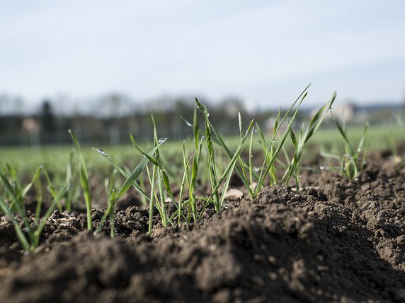 L'Université de Zurich peut poursuivre ses essais de blé génétiquement modifié sur site protégé d'Agroscope à Reckenholz jusqu'à l'automne 2023 (archives). © KEYSTONE/CHRISTIAN BEUTLER