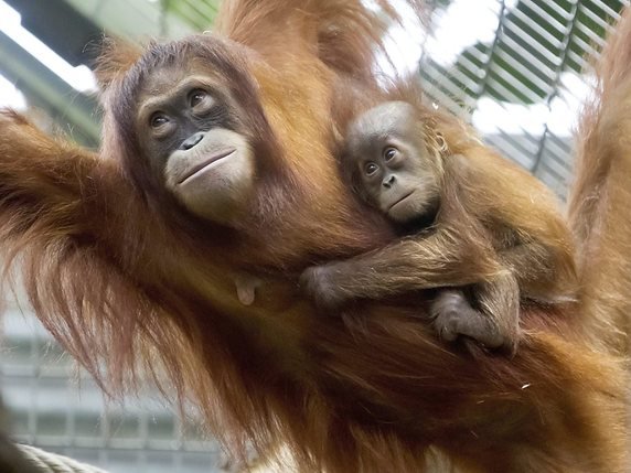 A l'image de cette femelle orang-outan du zoo de Zurich, Nénette au Jardin des Plantes à Paris, 50 ans au compteur, a nourri ses petits durant de longues années (photo d'illustration). © KEYSTONE/ALESSANDRO DELLA BELLA