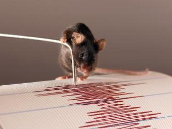 Des mécanorécepteurs le long des os du membre antérieur de la souris pourraient servir de sismographe pour "écouter" les vibrations, selon cette étude. © UNIGE/Daniel Huber