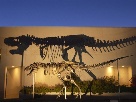 La reconstitution du tyrannosaure découvert au Canada suggère qu'il pesait 8,8 tonnes (Keystone archives/squelette d'un T. Rex devant le musée des Rockies, dans le Montana). © KEYSTONE/AP Museum of the Rockies/UNCREDITED