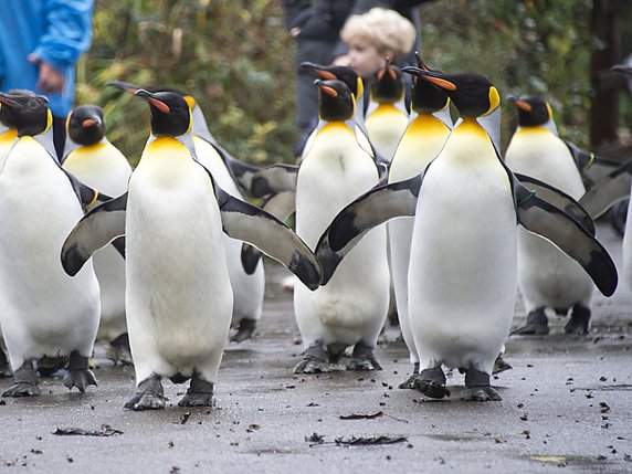 Le zoo de Bâle a connu une baisse de fréquentation en 2018, notamment parce qu'il n'y a pas eu de promenades des pingouins pendant l'hiver (archives). © KEYSTONE/GEORGIOS KEFALAS