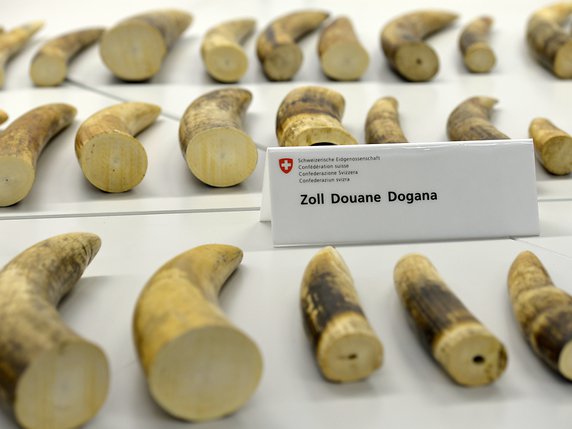 La douane de l'aéroport de Zurich avait en août 2015 effectué une saisie record d'ivoire (archives). © KEYSTONE/WALTER BIERI
