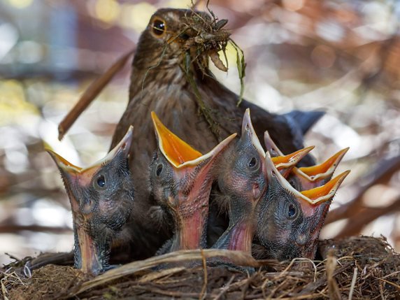 Même hors du nid, les oisillons (ici des merles noirs) demeurent sous l'aile de leurs parents. © KEYSTONE/EPA DPA/JENS BUETTNER