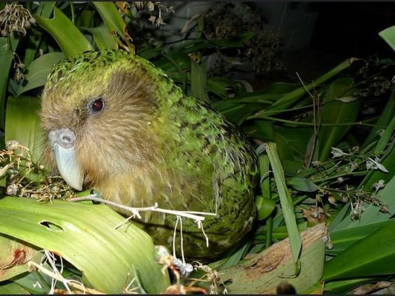 Le plus gros perroquet du monde, le kakapo, ou perroquet-hibou, natif de Nouvelle-Zélande, enregistre cette année un record de naissances (archives). © CC BY 2.0  Photo: Chris Birmingham, 2012.