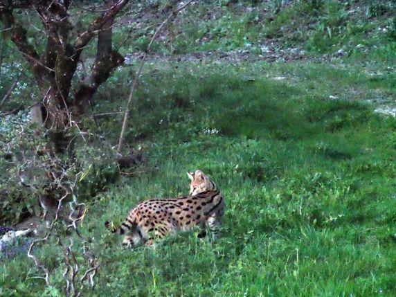 Ce serval s'était échappé à Würenlos (AG) il y a deux semaines. Il a été capturé vendredi à Wenslingen (BL). © Office des forêts BS/BL