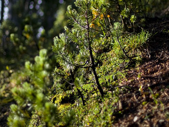 Avec le réchauffement, ce pin des montagnes grandira plus vite. Mais il mourra également plus rapidement. © KEYSTONE/GAETAN BALLY