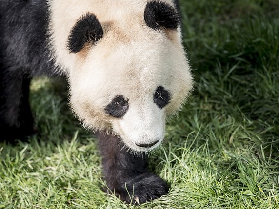 Les pandas géants ont un taux de fécondité très bas, un facteur clé - avec la disparition de leur habitat naturel - de leur raréfaction, au point qu'ils sont classés comme espèce menacée (archives) © KEYSTONE/EPA RITZAU SCANPIX/MADS CLAUS RASMUSSEN