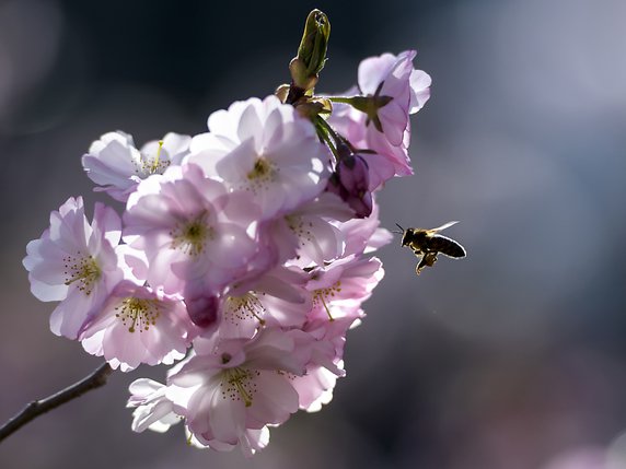 Un peu moins d'ordre dans les parcs et jardins ne peut que profiter aux abeilles et autres insectes pollinisateurs (archives). © KEYSTONE/ANTHONY ANEX