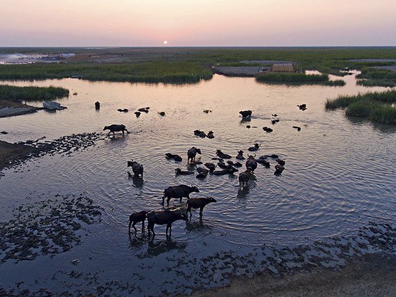 Dans les marais d'Irak, les habitants ont renoué avec les maisons d'hôtes ancestrales, les barques à rame unique et l'élevage des buffles au lait dense et gras (archives). © KEYSTONE/AP/NABIL AL-JURANI
