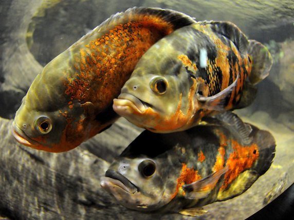 Le cichlidé est un petit poisson monogame qui forme un couple stable dans le temps (archives). © KEYSTONE/EPA/BARBARA OSTROWSKA