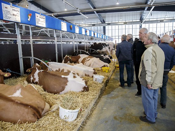 Les vaches et génisses de Swiss Expo feront désormais les belles dans les halles de Palexpo, à Genève (archives). © KEYSTONE/SALVATORE DI NOLFI