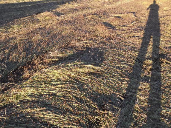 Quelque 2500 hectares ont déjà été ravagés par les sauterelles, notamment à Nuoro (archives). © KEYSTONE/AP Coldiretti