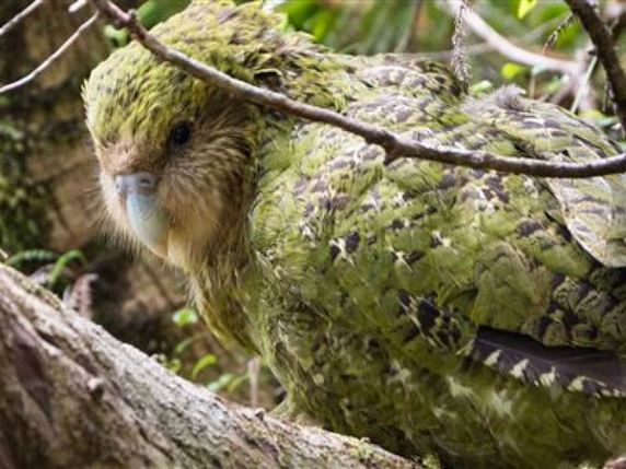 Il reste moins de 150 spécimens adultes du kakapo, ou perroquet-hibou. © DOC/Jake Osborne
