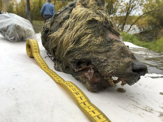 La tête de loup a été retrouvée en août 2018, parfaitement conservée dans le permafrost sibérien. © KEYSTONE/AP/ALBERT PROTOPOPOV