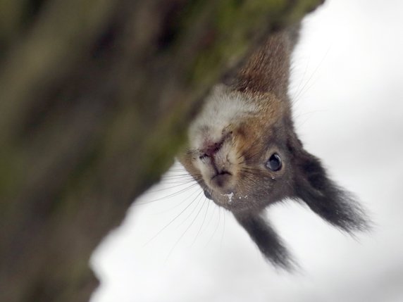 Un Américain donnait de la métamphétamine à son écureuil pour en faire un animal d'attaque (archives). © KEYSTONE/AP/SERGEI GRITS
