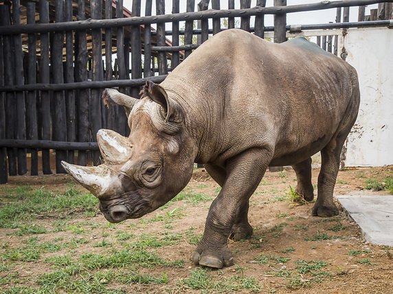 L'un des cinq rhinocéros noirs en provenance de Tchéquie et réinstallé au Rwanda. © KEYSTONE/AP African Parks/SCOTT RAMSAY
