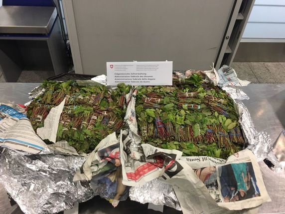 Un Néerlandais a tenté d'introduire en Suisse 32 kilos de khat. La marchandise a été saisie à l'aéroport de Zurich. © Administration fédérale des douanes