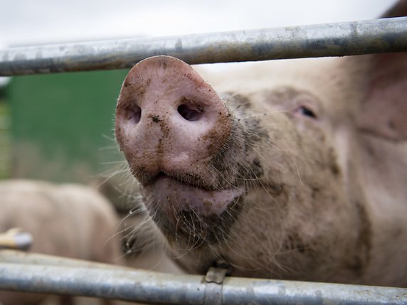 Des dizaines de cochons ont péri lors de l'incendie d'une ferme dans la campagne bernoise (photo d'illustration). © KEYSTONE/MELANIE DUCHENE