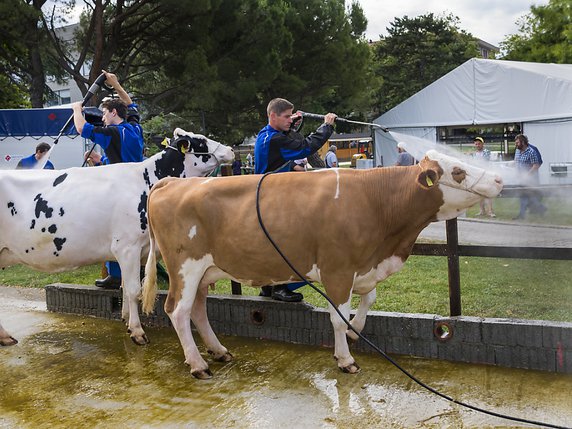 "Garbe" (à droite) fait partie des 40 vaches sélectionnées pour la manifestation. Elle a découvert La Ferme veveysanne en même temps que "Fillette" de Forel. © KEYSTONE/JEAN-CHRISTOPHE BOTT