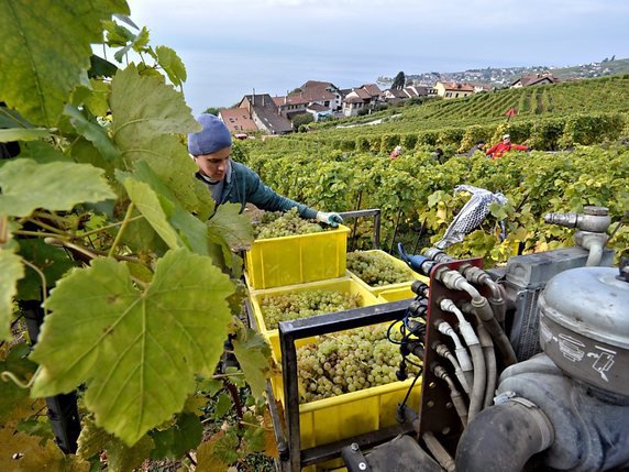 Réunis à Genève, les experts débattront des enjeux du secteur vitivinicole (archives). © KEYSTONE/DOMINIC FAVRE