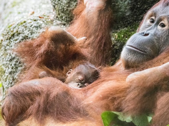 On sait encore peu de choses sur la communication mère-petit chez les orangs-outans (archives). © KEYSTONE/ZOO BASEL/TORBEN WEBER