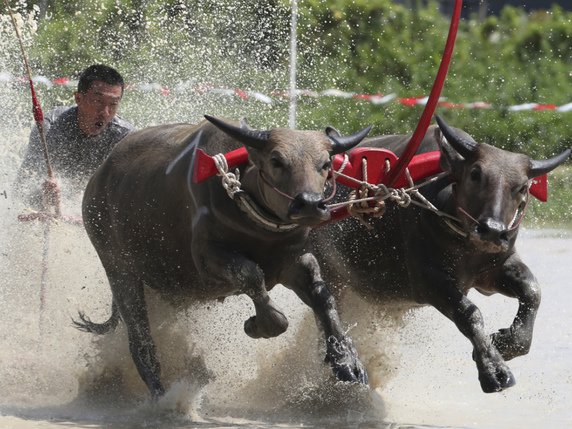 Le prix décerné au vainqueur de cette course de buffles s'élève à 3000 bahts (100 dollars) mais c'est surtout la fierté de remporter la victoire qui motive les concurrents. © KEYSTONE/AP/SAKCHAI LALIT