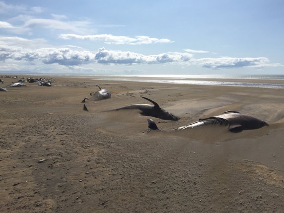 Une cinquantaine de baleines pilotes ont péri sur une plage d'Islande, un phénomène fréquent mais rarement fatal chez ces cétacés et qui reste inexpliqué. © KEYSTONE/AP David Schwarzhans