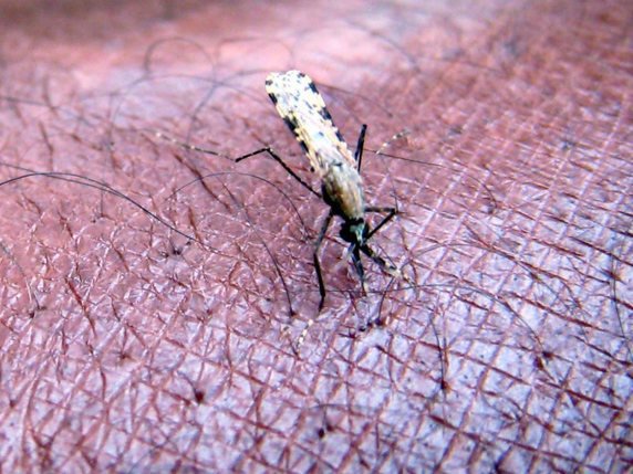 Le parasite Plasmodium falciparum est transmis lors de piqûre de moustique (archives). © KEYSTONE/EPA/STEPHEN  MORRISON