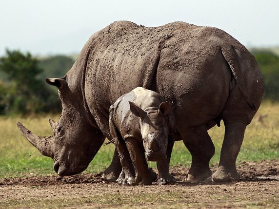L'Eswetina veut exploiter commercialement sa population de rhinocéros blancs (archives). © KEYSTONE/EPA/DANIEL IRUNGU