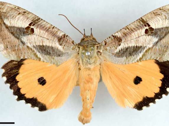Les écailles sur les ailes du papillon agissent comme des miroirs colorés et lui donnent une apparence chatoyante. © Université de Fribourg