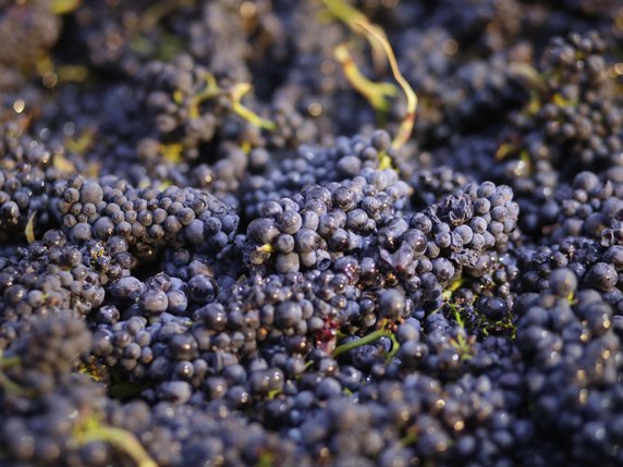 Des groupes de travail réunissant agriculteurs, industriels et scientifiques vont être mis en place pour trouver des alternatives au chlorpyrifos, insecticide couramment utilisé dans un grand nombre de cultures (agrumes, amandes, coton, vigne, noix, luzerne) en Californie (image symbolique). © KEYSTONE/AP/ERIC RISBERG