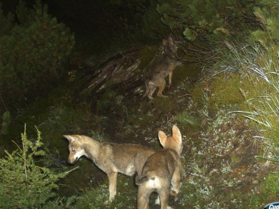 L'observation d'une quatrième meute de loups aux Grisons n'a pour l'instant pas pu être confirmée (archive). © KEYSTONE/AMT FUER JAGD UND FISCHEREI GR