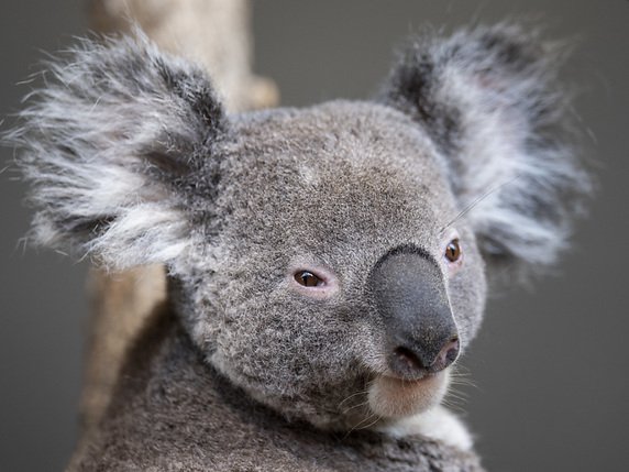 Les koalas peuvent avoir des problèmes à s'adapter à de nouveaux régimes alimentaires quand les arbres qu'ils mangent disparaissent ou quand ils sont déplacés (archives). © KEYSTONE/ENNIO LEANZA
