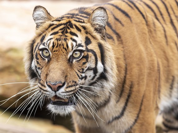Il ne restait plus que 3200 tigres à l'état sauvage en 2010 (archives). © KEYSTONE/EPA AAP/DANIEL POCKETT