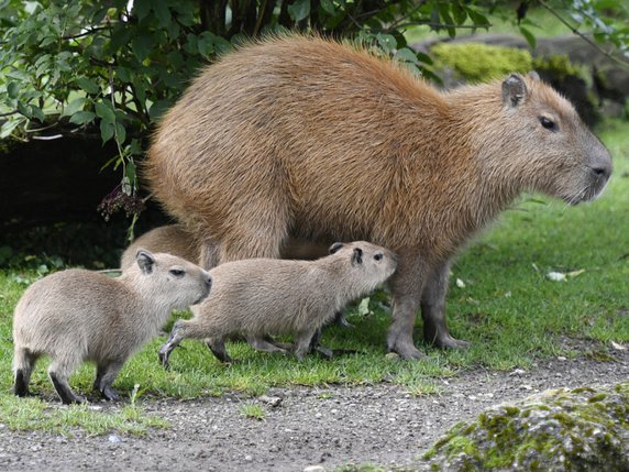 Maman capybara et ses petits. © KEYSTONE/WALTER BIERI