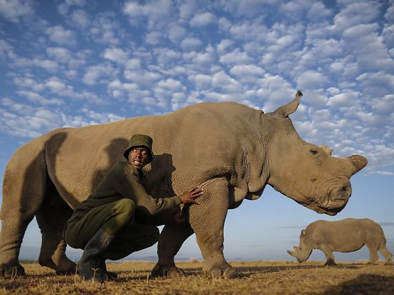 Les femelles Najin et Fatu sont les derniers individus de rhinocéros blancs du Nord (archives). © KEYSTONE/EPA/DAI KUROKAWA