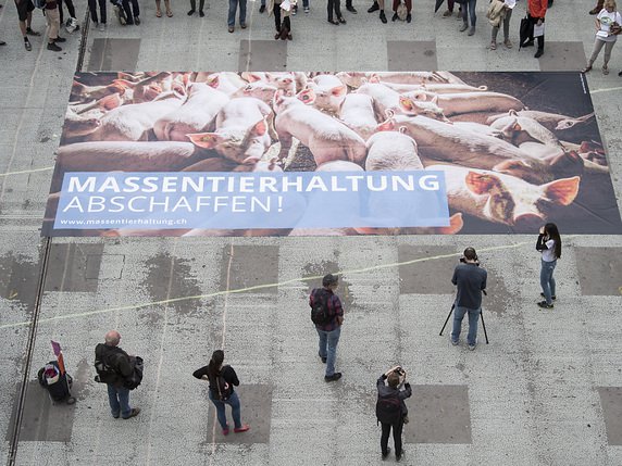 Vue d'une affiche avec des porcs à l'engraissement lors du dépôt de l'initiative populaire "Pas d'élevage intensif en Suisse" mardi à Berne par Sentience Politics. © KEYSTONE/PETER SCHNEIDER