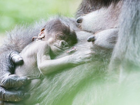 Mâle ou femelle? Le bébé gorille ne recevra un nom qu'une fois son sexe connu. © Zoo de Bâle