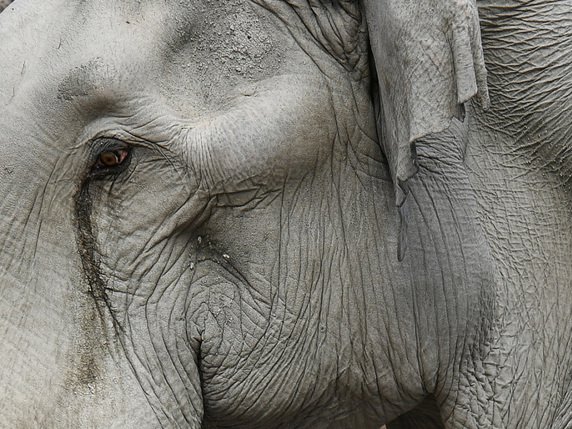 Les éléphants d'Asie sont considérés comme "en danger" par l'Union internationale pour la conservation de la nature (UICN). © KEYSTONE/WALTER BIERI