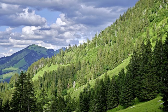 La tempête Lothar - ici une forêt touchée dans la région des Recardets - a donné un coup d'accélérateur au concept de forêt protectrice. © Freiburger Nachrichten