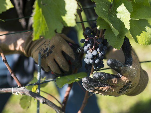 En Valais, le public a pu participer samedi aux vendanges, l'un des grands moments de l'année viticole (archives). © KEYSTONE/GIAN EHRENZELLER