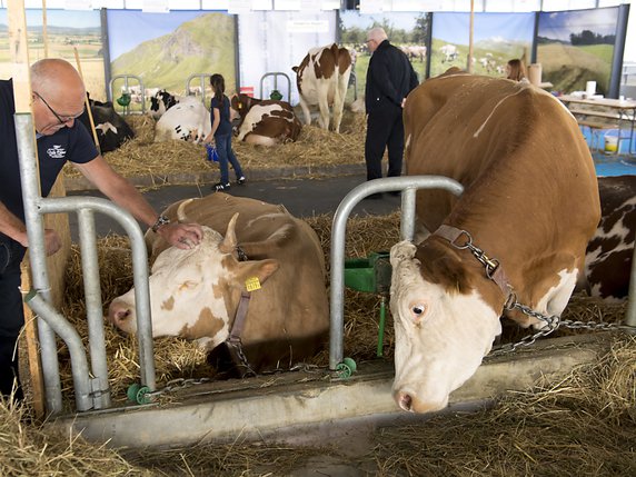 Des vaches étaient présentes pour cette première édition du Comptoir helvétique. © KEYSTONE/LAURENT GILLIERON