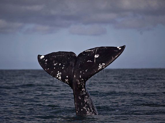 Une étude estime "que les baleines franches utilisent la dissimulation acoustique lorsque leurs bébés sont les plus vulnérables face à la prédation", soit au cours des trois premiers mois, écrivent les auteurs (archives). © KEYSTONE/AP/GUILLERMO ARIAS