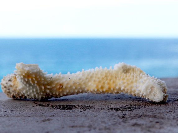 Des chercheurs ont découvert que dans 38% des colonies de corail abîmées par la vague de chaleur de 2003 en Méditerranée, les polypes avaient développé une stratégie de survie: ils ont rétréci, abandonné leurs anciens squelettes et développé de nouveaux exosquelettes (image symbolique). © KEYSTONE/AP/CALEB JONES